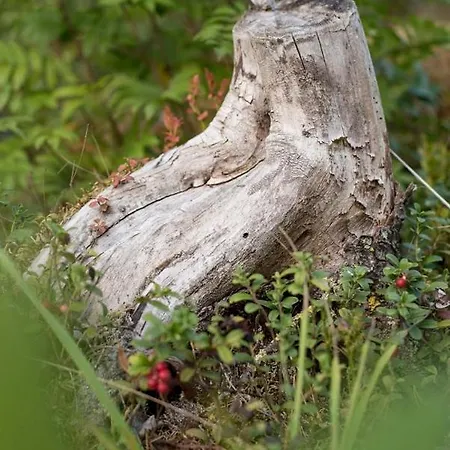 Laakso Huvilat Juokslahti